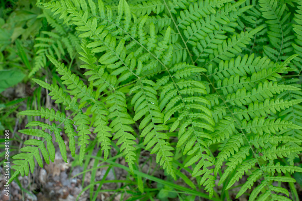 Green fern branch close-up. Natural background. The view from the top Green fern branch close-up. Natural background. The view from the top