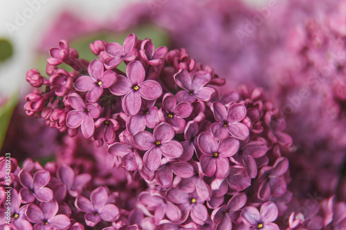 Macro image of spring lilac violet flowers  abstract soft floral background