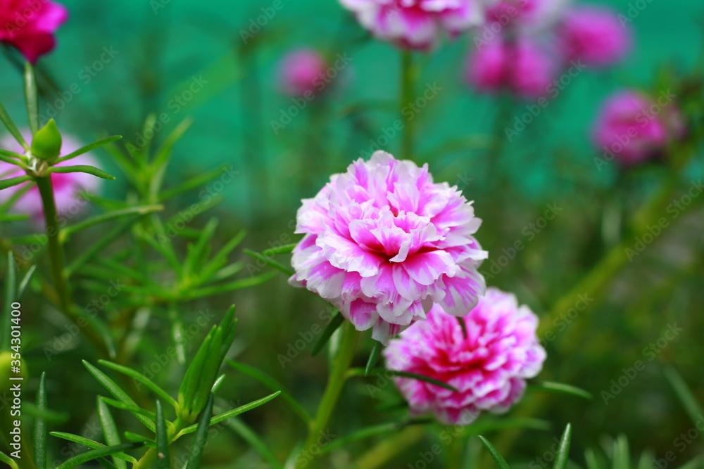 Common peony, european common, paeonia officinalis, pink flower. Beauty in nature. Indonesia, May 2020