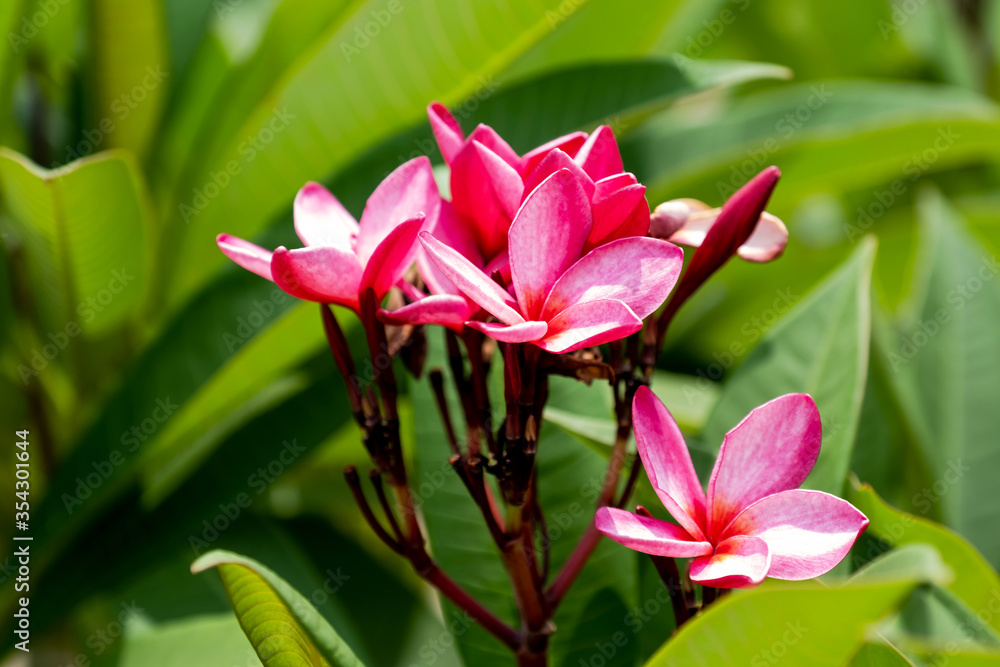 Pink Plumeria flowers in natural light Pink Plumeria flowers in natural light