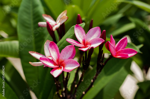 Pink Plumeria flowers in natural light