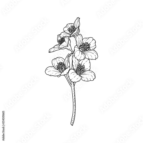 black and white branch flower jasmine outline isolated on background. Hand-draw contour line and strokes branch flowers. Design element for greeting card and invitation