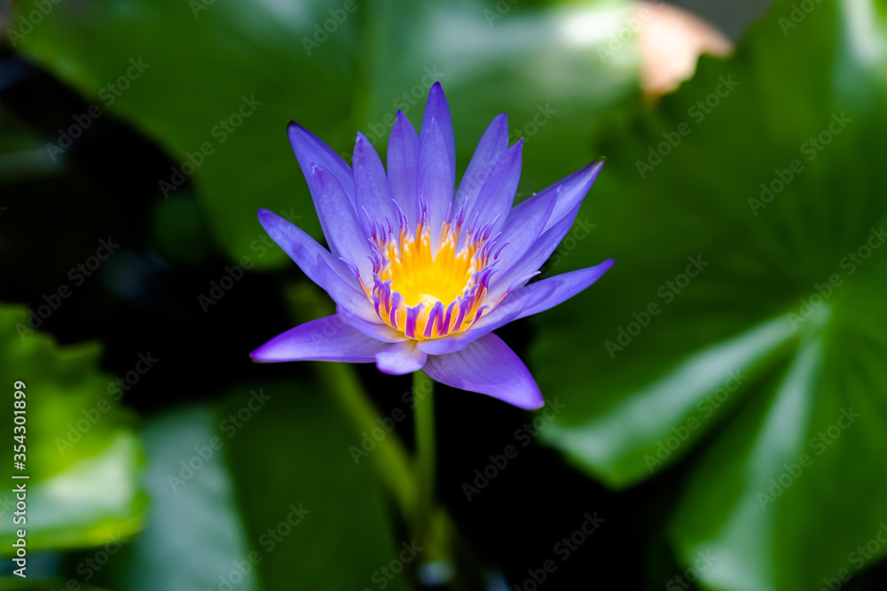 Purple lotus flower and green lotus leaves in natural light Purple lotus flower and green lotus leaves in natural light