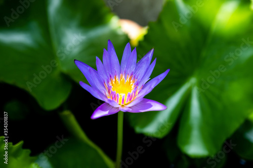 Purple lotus flower and green lotus leaves in natural light