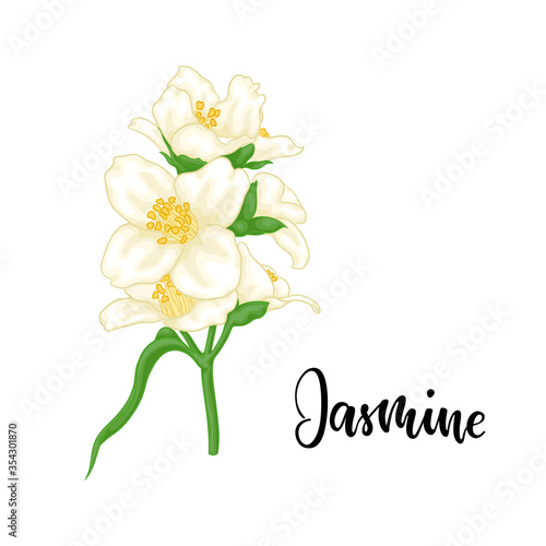 beautiful branch flower jasmine cartoon watercolour style isolated on white background with word jasmine. Hand-draw branch flowers. Design element for greeting card and invitation. Vector illustration