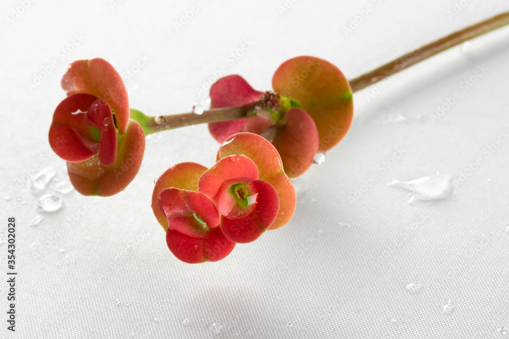 Close up of Red Christ Thorn Flower or Crown of thorns plant Close up of Red Christ Thorn Flower or Crown of thorns plant