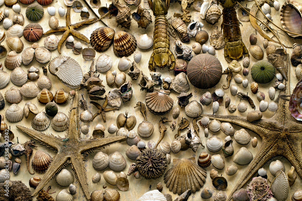 Abstract Decorative Dry Seashells Abstract Decorative Dry Seashells