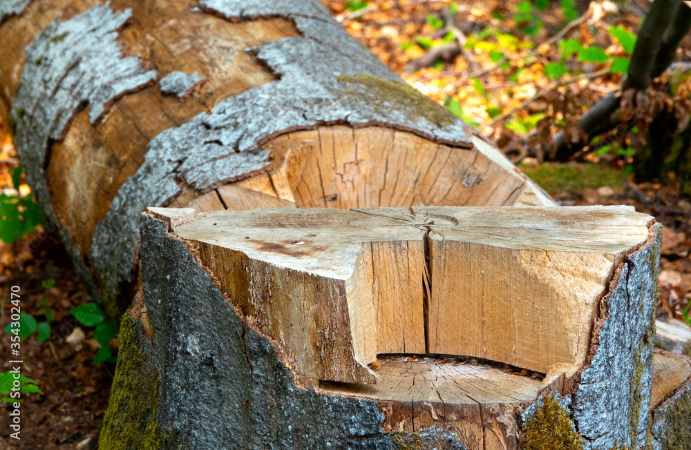 Fototapeta premium Baumfällung