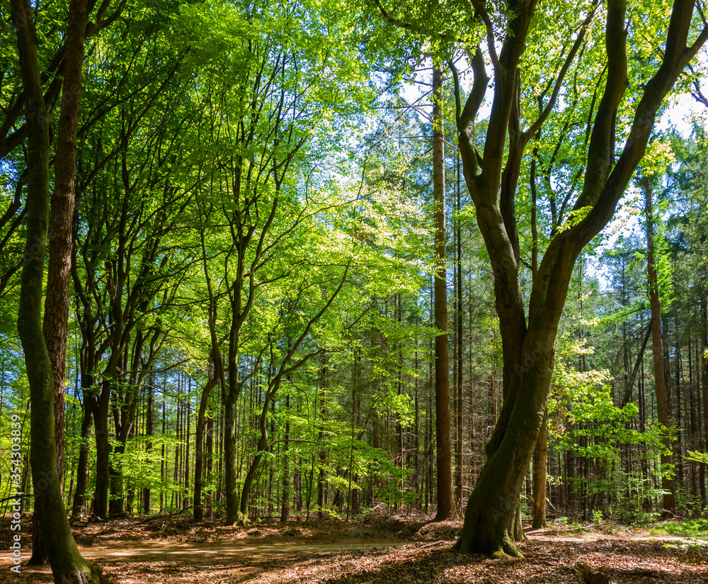 Forest landscape near Putten, Netherlands
