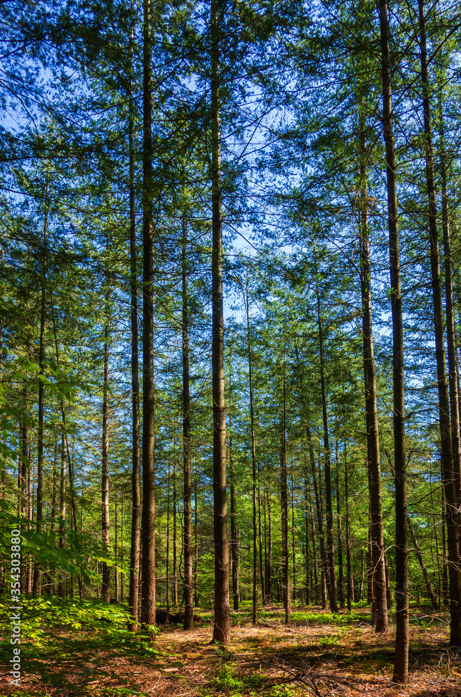 Forest landscape near Putten, Netherlands
Forest landscape near Putten, Netherlands