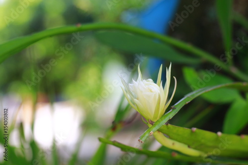 White orchid flower and buds. Beauty in nature. Indonesia  March 2020