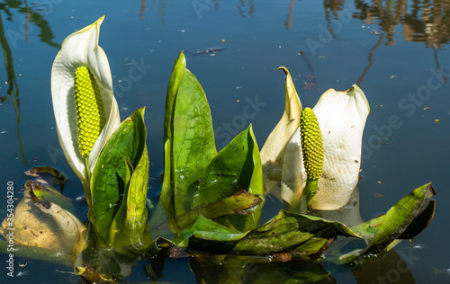 Close up of Asian skunk cabbage (Lysichiton camtschatcensis)
 photo