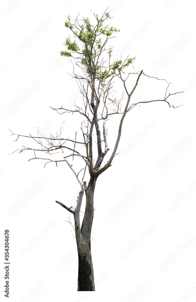 The dead tree that is completely separated from the background with perfection Can be used in many ways The dead tree that is completely separated from the background with perfection Can be used in many ways