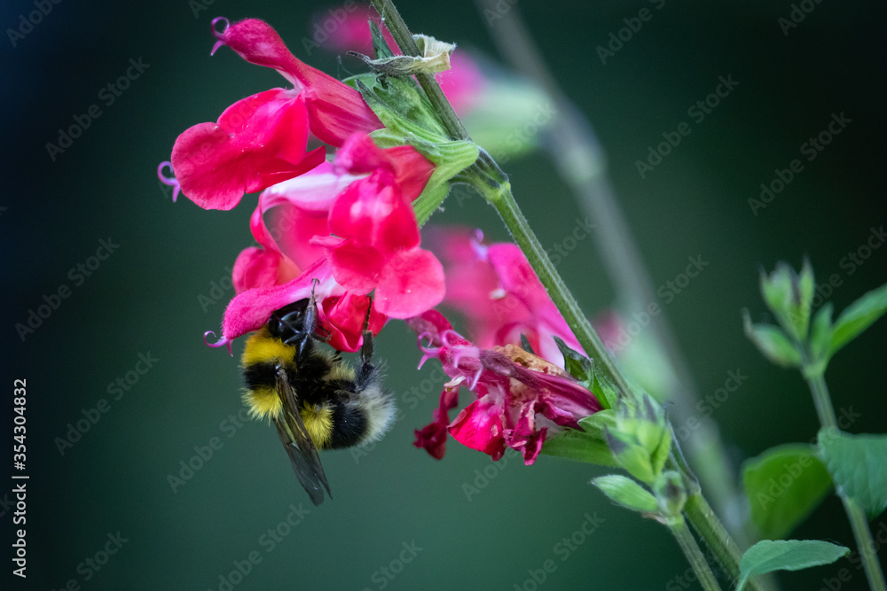 bee on a flower pollinating bee on a flower pollinating