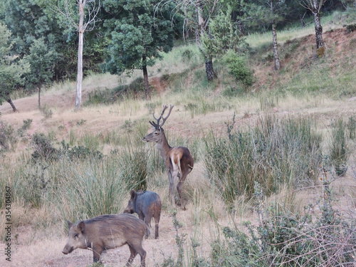 Podobny obraz