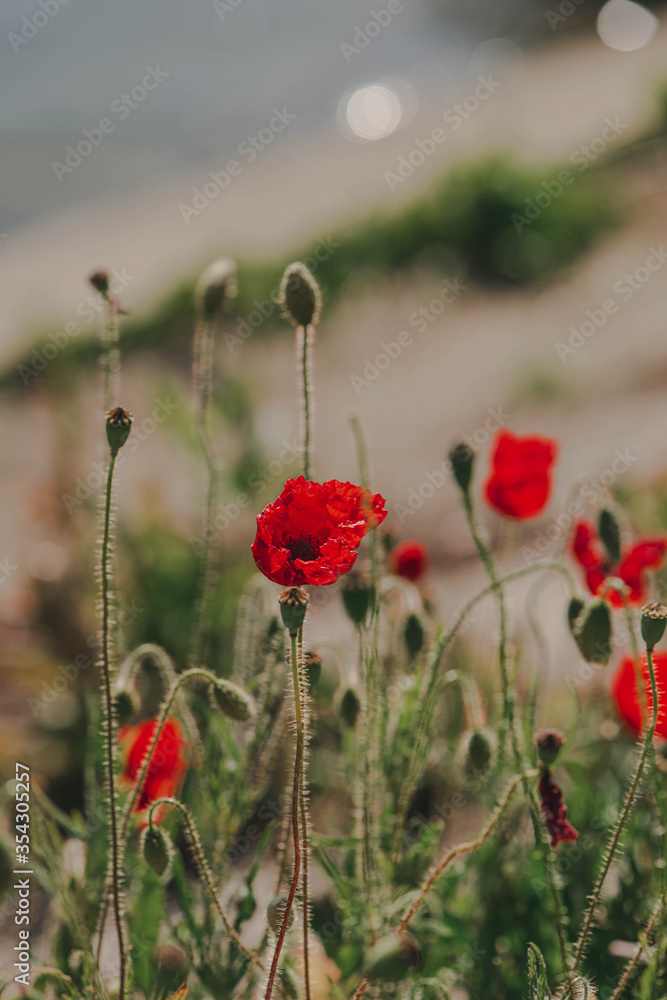 Fototapeta premium Red poppy flower field