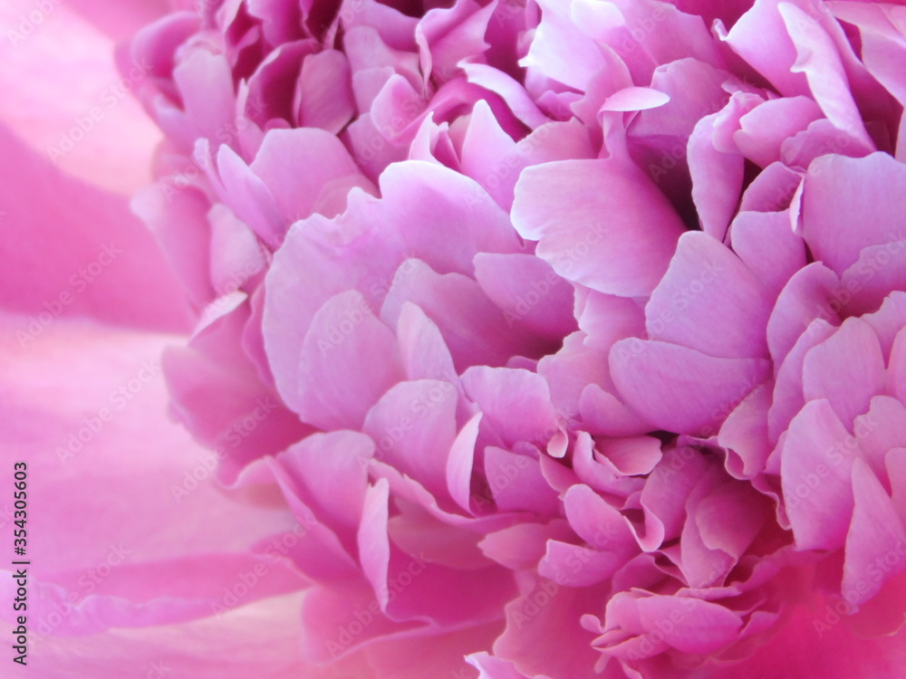Pink Rose Flower Pink Rose Flower