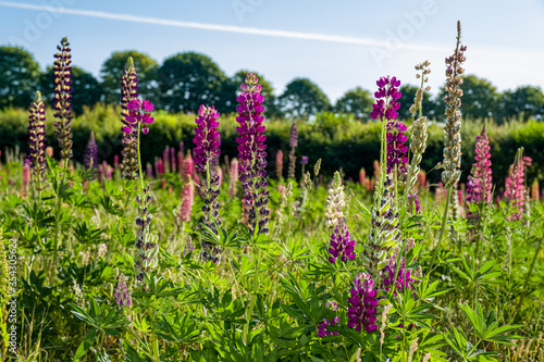 Lupins under a clear blue sky on a hot summers day photo