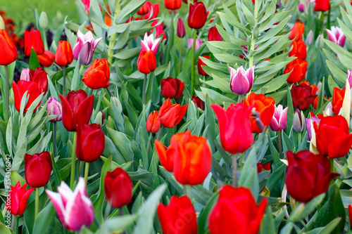 Multicolor tulips in the garden in spring
