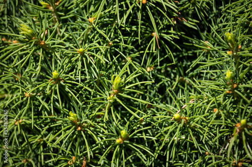 close up of green pine needles