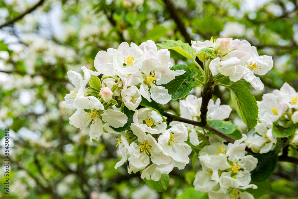 Apple tree blooming in spring, Kaivopuisto park, Helsinki, Finland