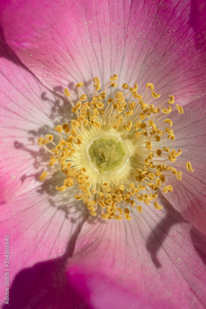 Macro photo of pink corymb rose with focus on petals and pistils Macro photo of pink corymb rose with focus on petals and pistils