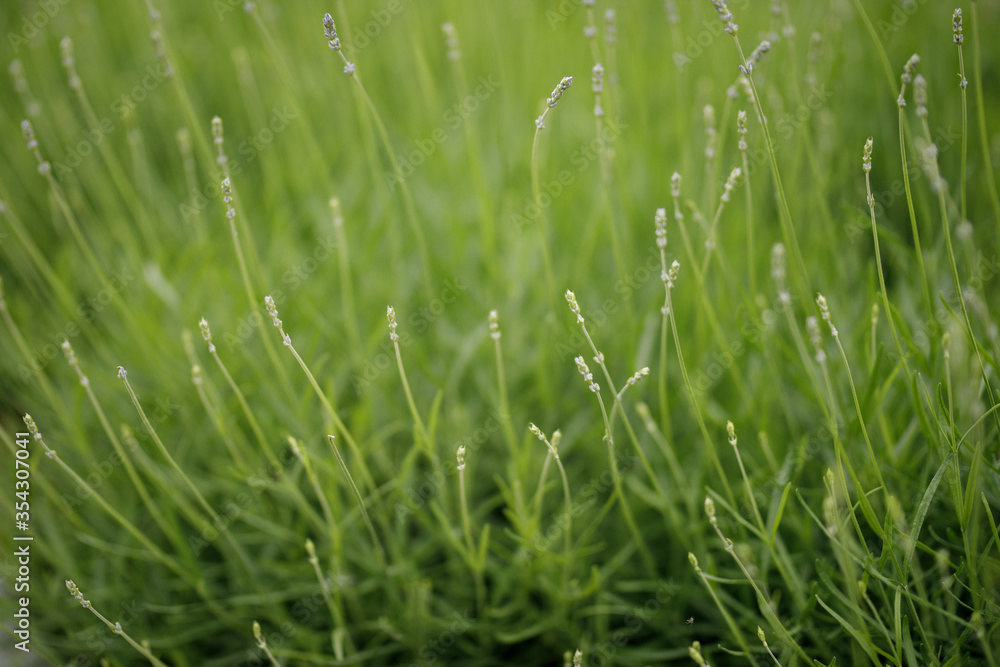 grass strands for background