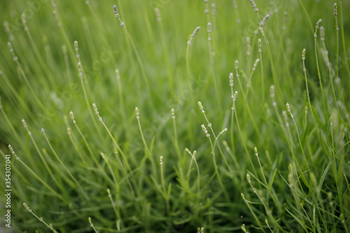 grass strands for background