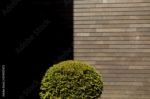 brick wall and a decorative plant and black blank