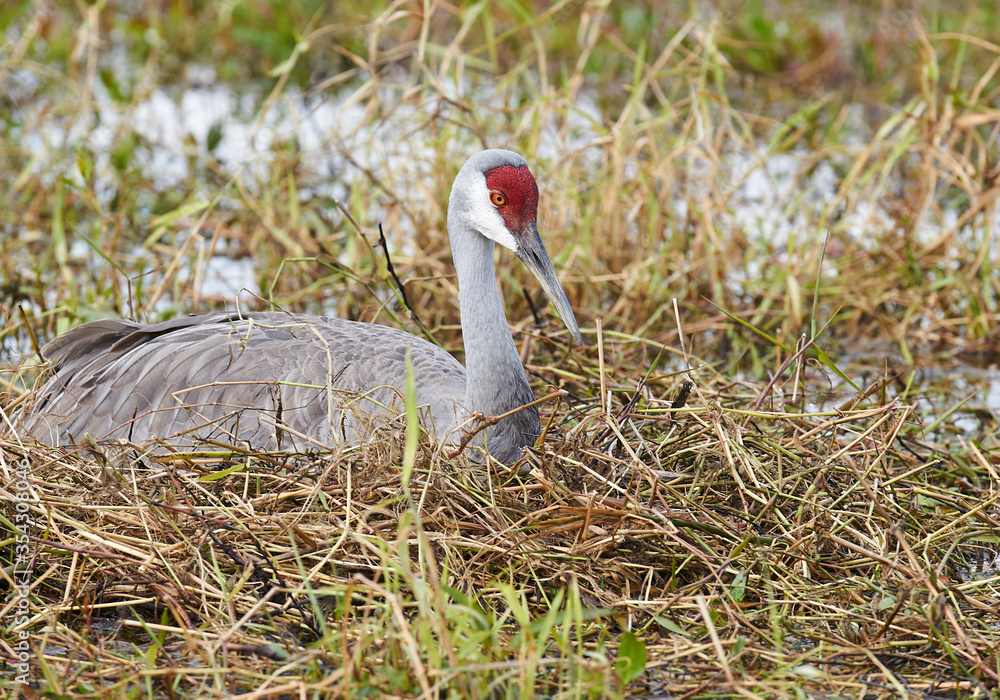 Fototapeta premium Sandhill Crane