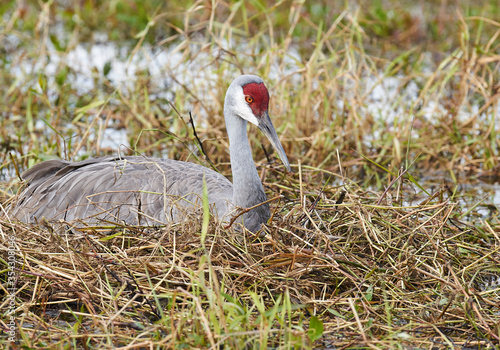 Sandhill Crane