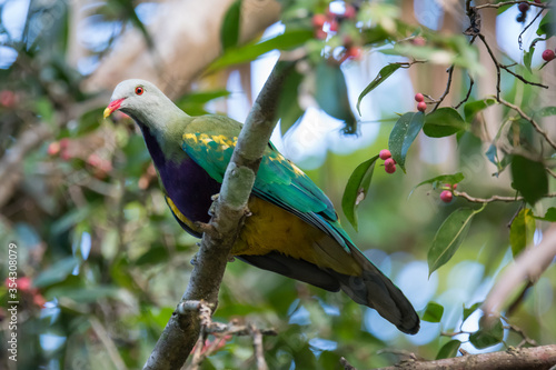 A wompoo fruit dove perches in a fig tree (presumably a small-fruited fig) in the rainforests of Kuranda, Queensland, Australia. photo