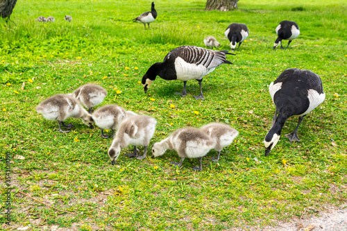 Family of Barnacle geese with with ducklings eating the grass in Kaivopuisto Park, Helsinki, Finland