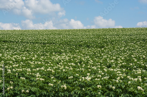 白い花が咲いたジャガイモ畑と青空