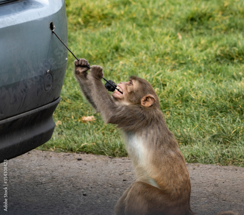 Photography monkey chewing on a car