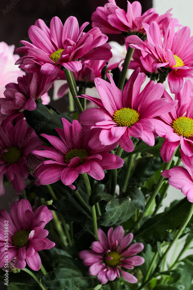 A close up photo of a bouquet of pink chrysanthemum A close up photo of a bouquet of pink chrysanthemum