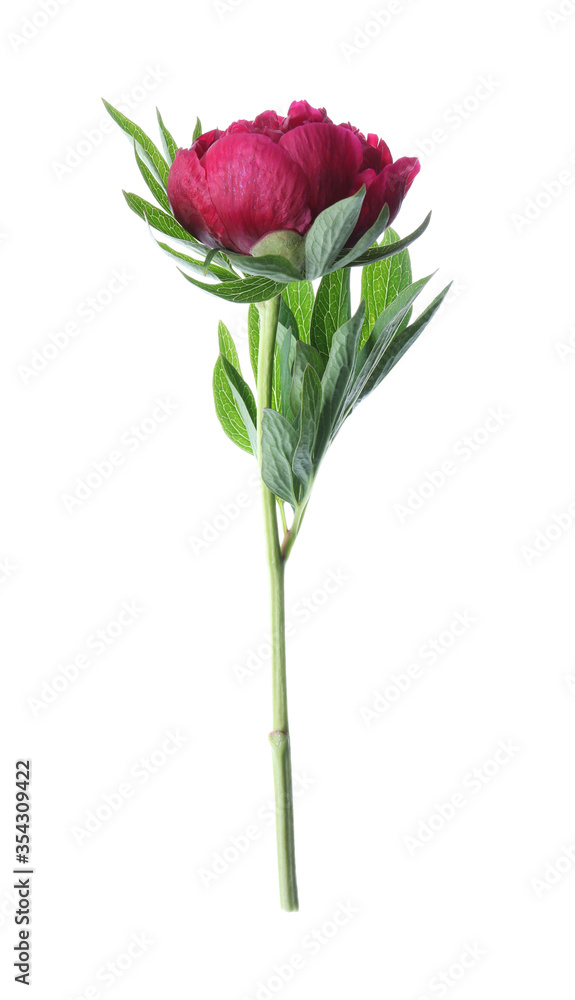 Obraz premium Beautiful red peony with leaves isolated on white