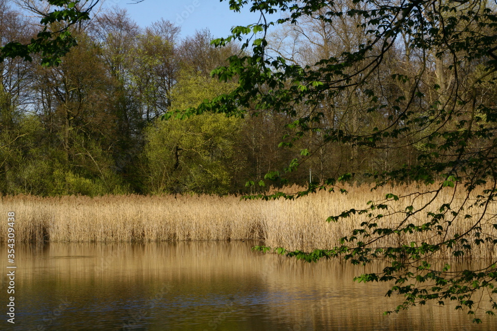 spring landscape with pond, reeds, trees, sky spring landscape with pond, reeds, trees, sky