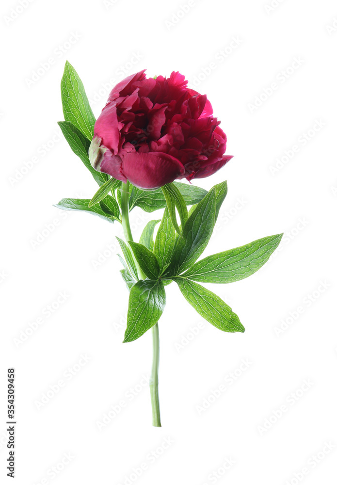 Fototapeta premium Beautiful red peony with leaves isolated on white