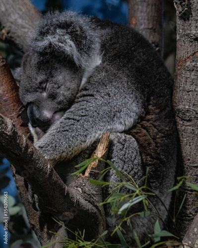 Photography koala in tree