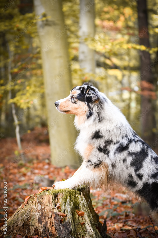 Portrait of Australian shepherd is standing on stump. She is waiting for other order. And she is so cute.