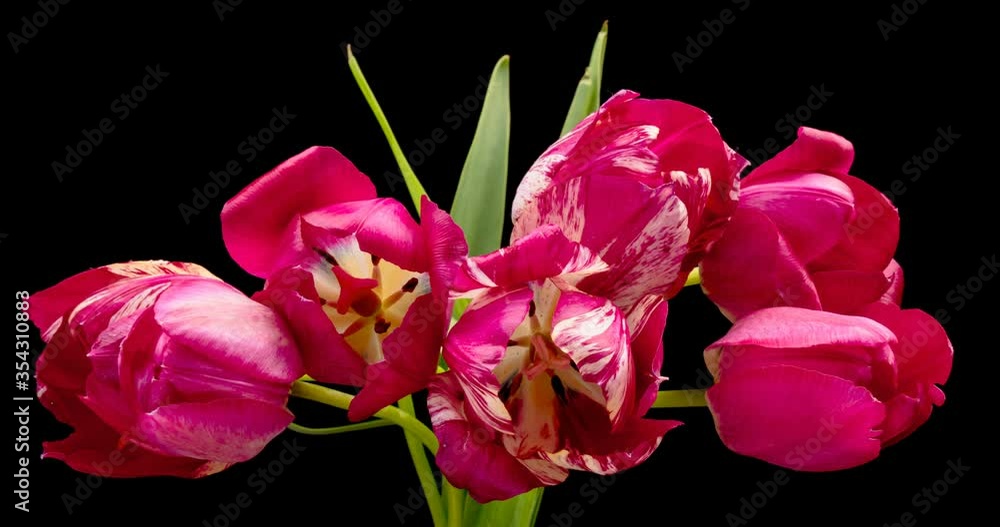 Tulips. Timelapse of bright pink striped colorful tulips flower blooming on black background. Time lapse tulip bunch of spring flowers opening, close-up. Holiday bouquet. 4K UHD video Tulips. Timelapse of bright pink striped colorful tulips flower blooming on black background. Time lapse tulip bunch of spring flowers opening, close-up. Holiday bouquet. 4K UHD video