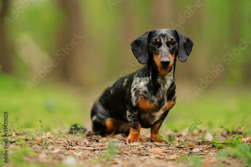 black marble dachshund against the background of a blurry summer or spring forest close up look at the camera. dog sits on a path in the forest among green grass. National Dog Day