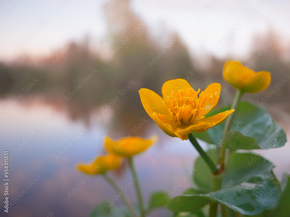 Fototapeta premium The first summer flowers on the background of a blurred river.