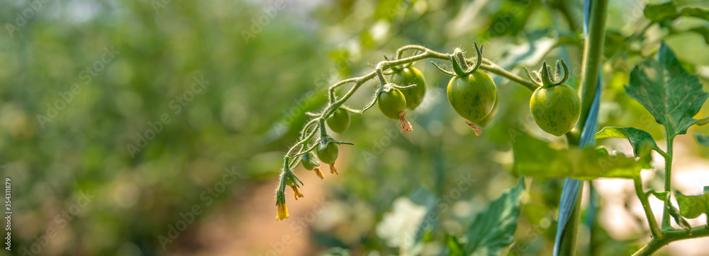 ripening green tomatoes in a greenhouse on an organic farm. healthy vegetables full of vitamins