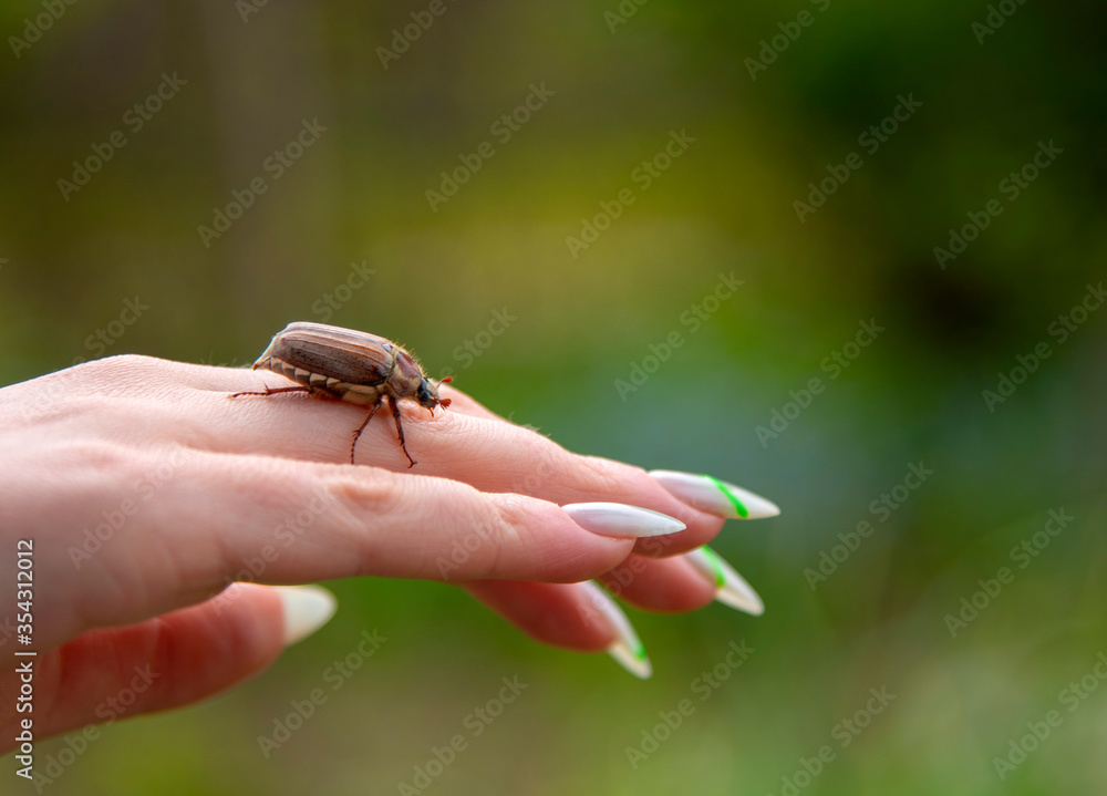 Obraz premium cockchafer on a female finger, soft green background.