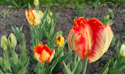 Beautiful bright colorful tulip close-up