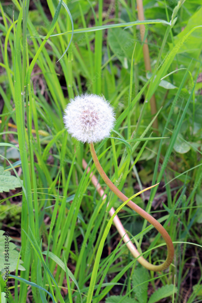 spring dandelion bloom in the garden spring dandelion bloom in the garden