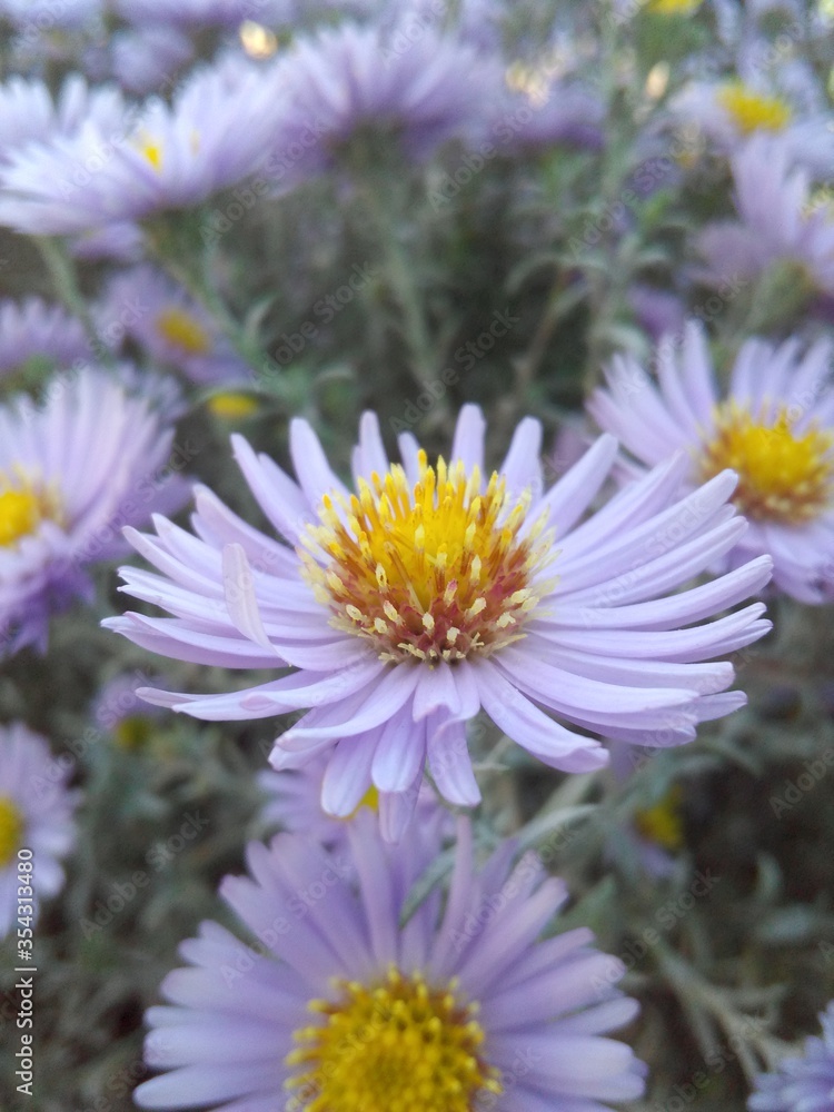 Obraz premium Exif_JPEG_420