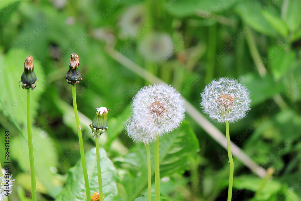 spring dandelion bloom in the garden spring dandelion bloom in the garden